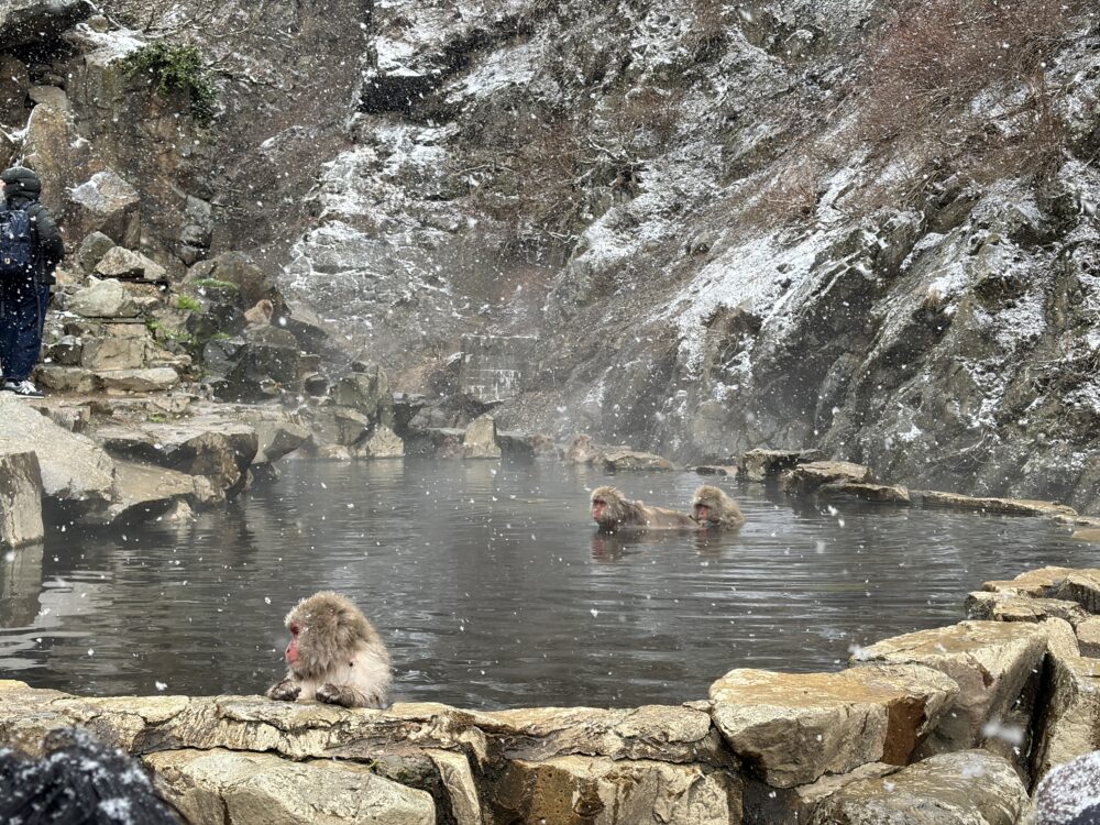 地獄谷野猿公苑
